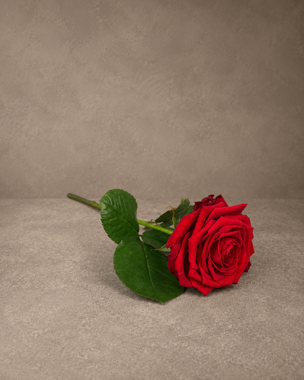Ge kärlekens blomma och låt din kärlekshälsning tala högt med vår vackra röda ros. Oavsett tillfälle kommer den att sprida glädje och skapa minnen som varar en livstid.