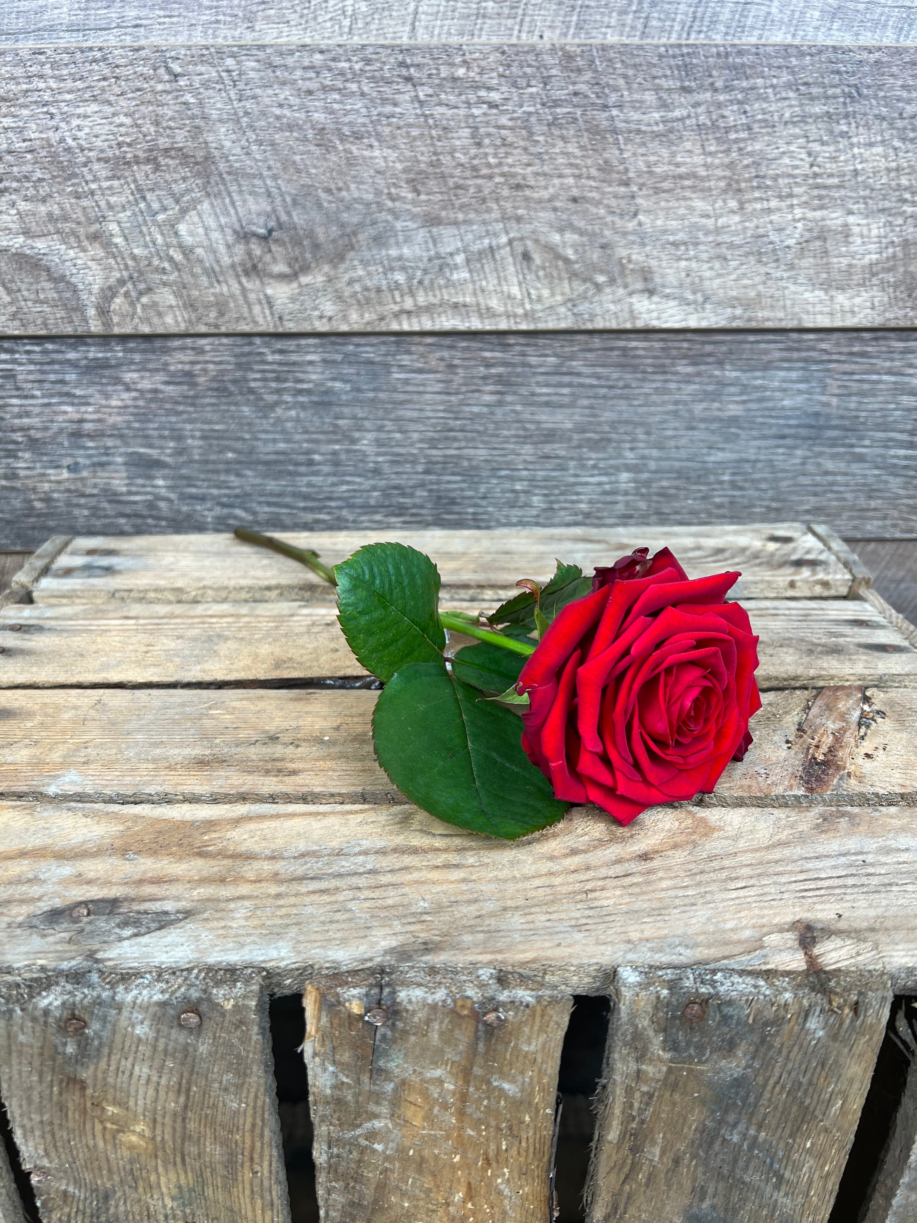 Ge kärlekens blomma och låt din kärlekshälsning tala högt med vår vackra röda ros. Oavsett tillfälle kommer den att sprida glädje och skapa minnen som varar en livstid.