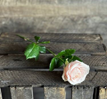Enkel rosa ros